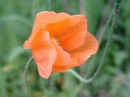 Papaver aculeatum flower and fruit